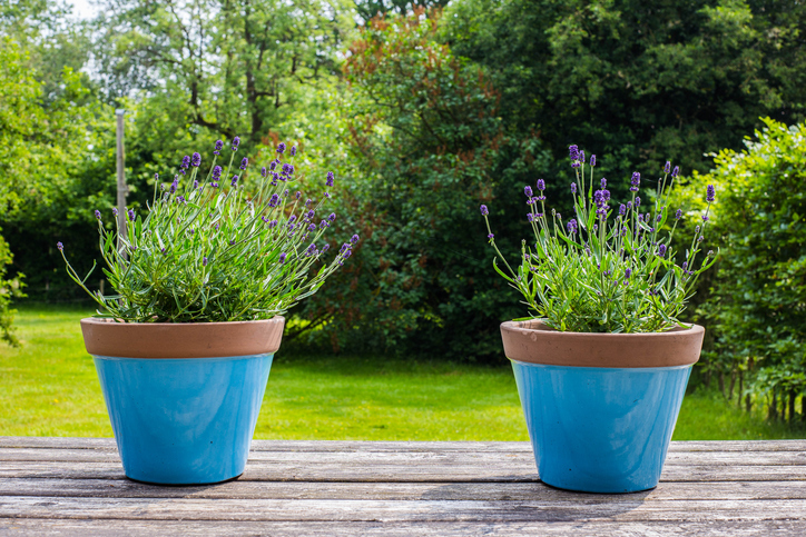 Two lavender plants in blue pots on wooden deck
